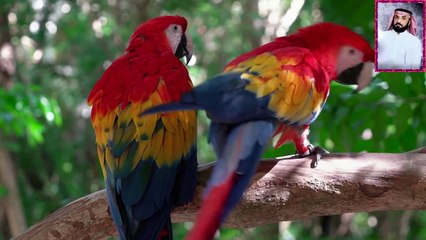 قران بصوت جميل وحزين