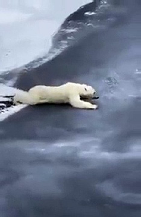 Bak sen şu işe Allah'ın ayısı neler de biliyor