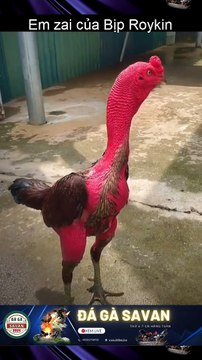 Gà chọi c1 trực tiếp Xem Đá Gà Trực Tiếp Savan 368BET.LIVE