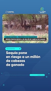 Sequía pone en riesgo a un millón de cabezas de ganado