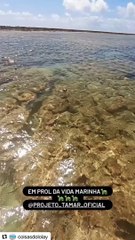 Tartaruga fica presa em rede de pesca em Maragogi