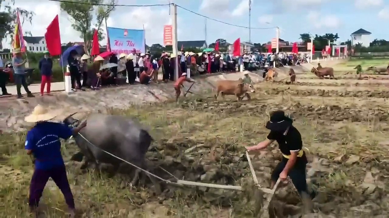 Nông dân ở xã Nghĩa Ninh (TP. Đồng Hới, tỉnh Quảng Bình) thi cày ruộng