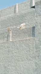 hrithikyadav harayana wali hai