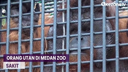 1 Orang Utan di Medan Zoo Alami Obesitas