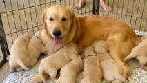 Teens charged with alleged theft of golden retriever puppies