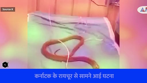 Watch Video: Karanataka में बेहोश हुआ Cobra तो लोगों अस्पताल ले जाकर ऐसे बचाई जान