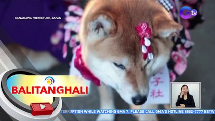 Mga aso, binasbasan sa isang ritwal habang naka-kimono | BT