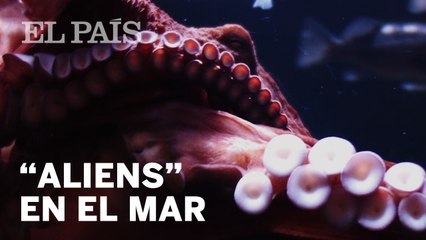 “Los pulpos son lo más parecido en la Tierra a una inteligencia extraterrestre”