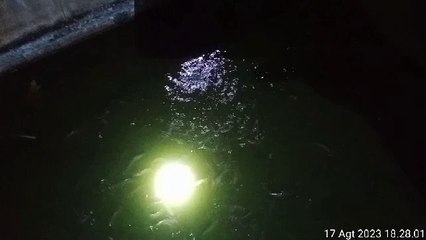 Pemberian pakan pada malam hari itu WAJIB dalam budidaya lele