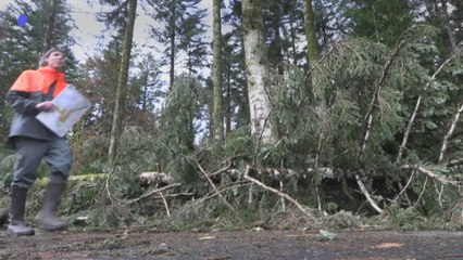 Les forêts bretonnes durement frappées par la tempête Ciaran