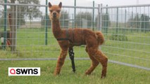 Alpaka-Fohlen mit amputiertem Bein erhält Beinprothese