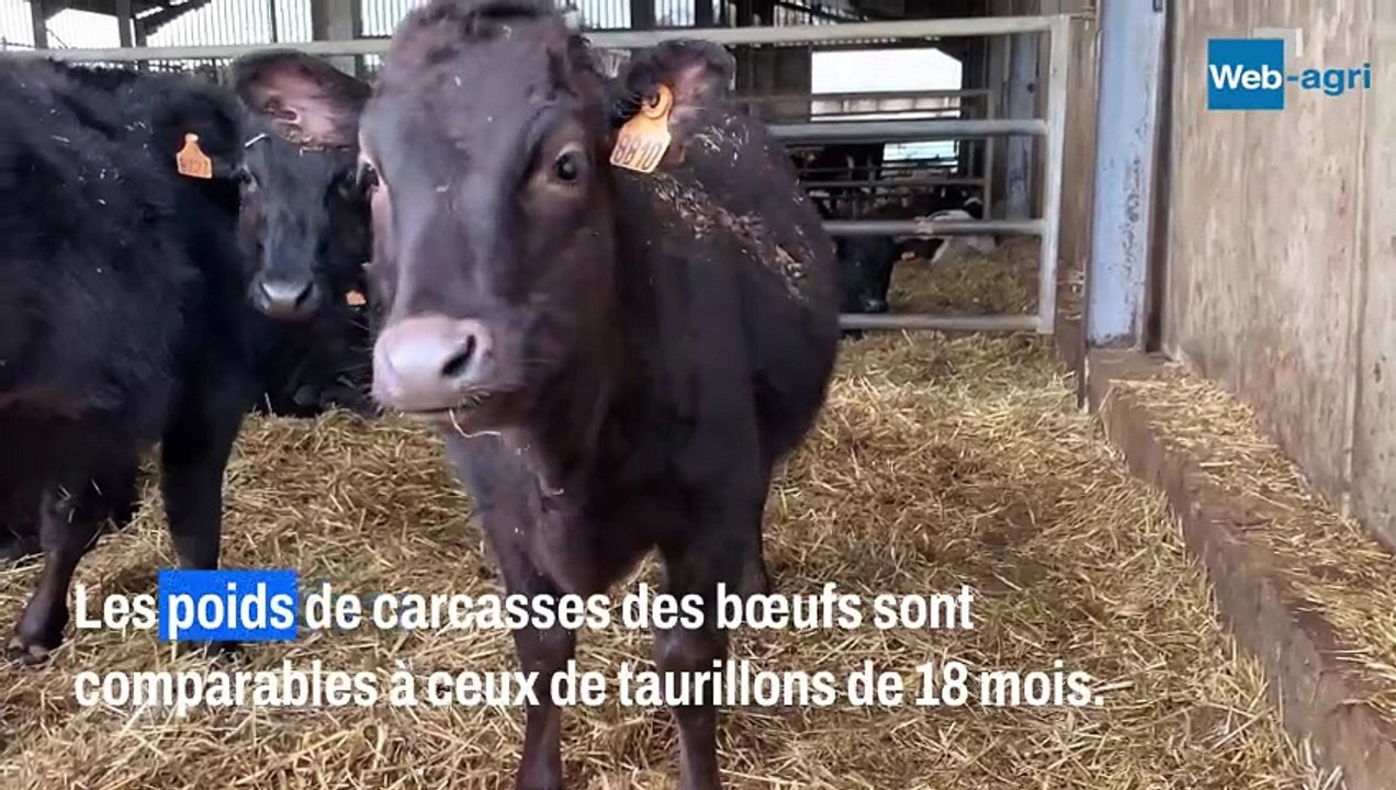 Le Wagyu des deux baies