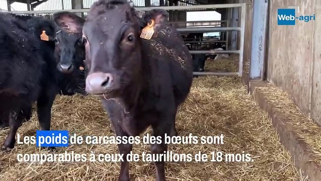 Le Wagyu des deux baies