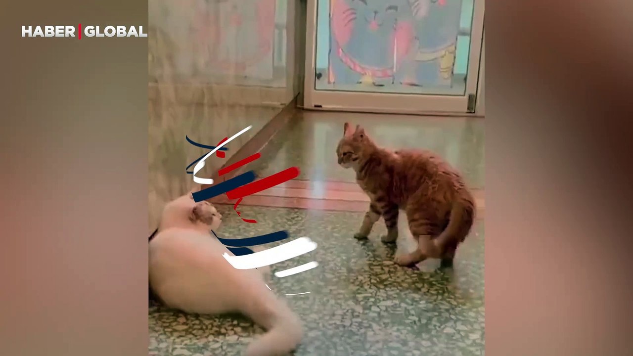 Arkadaşına farklı bir şekilde yanaşan kedi sosyal medyayı salladı