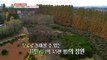 [HOT] A free Metasequoia garden to look around, 생방송 오늘 저녁 231116