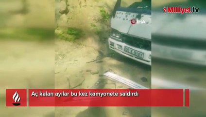 Trabzon, Gümüşhane şimdi de Artvin! Aç kalan ayılar dehşet saçtı