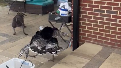 Dog turns into scaredy cat after friendly turkey starts chasing her around the pool area