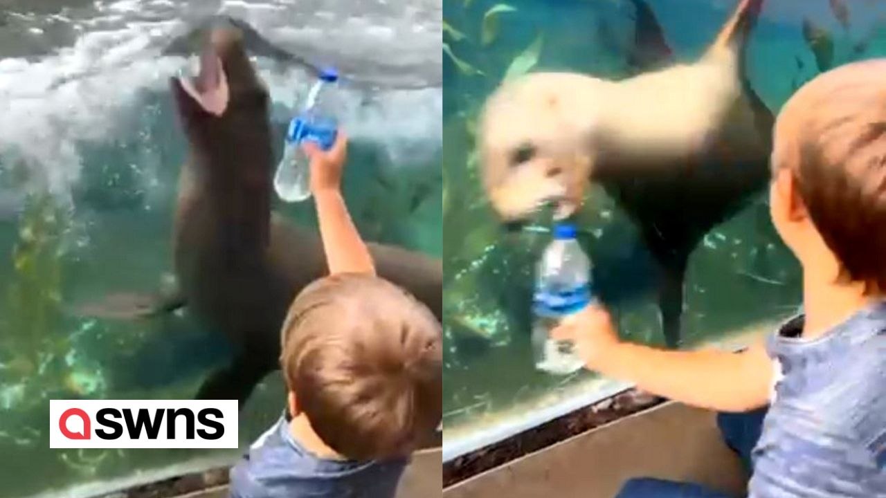Seelöwe folgt jungem Jungen im Zoo