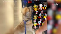 Plein d'espoir, ce chien essaie de voler un jouet dans une animalerie, sans aucune discrétion ! (vidéo)