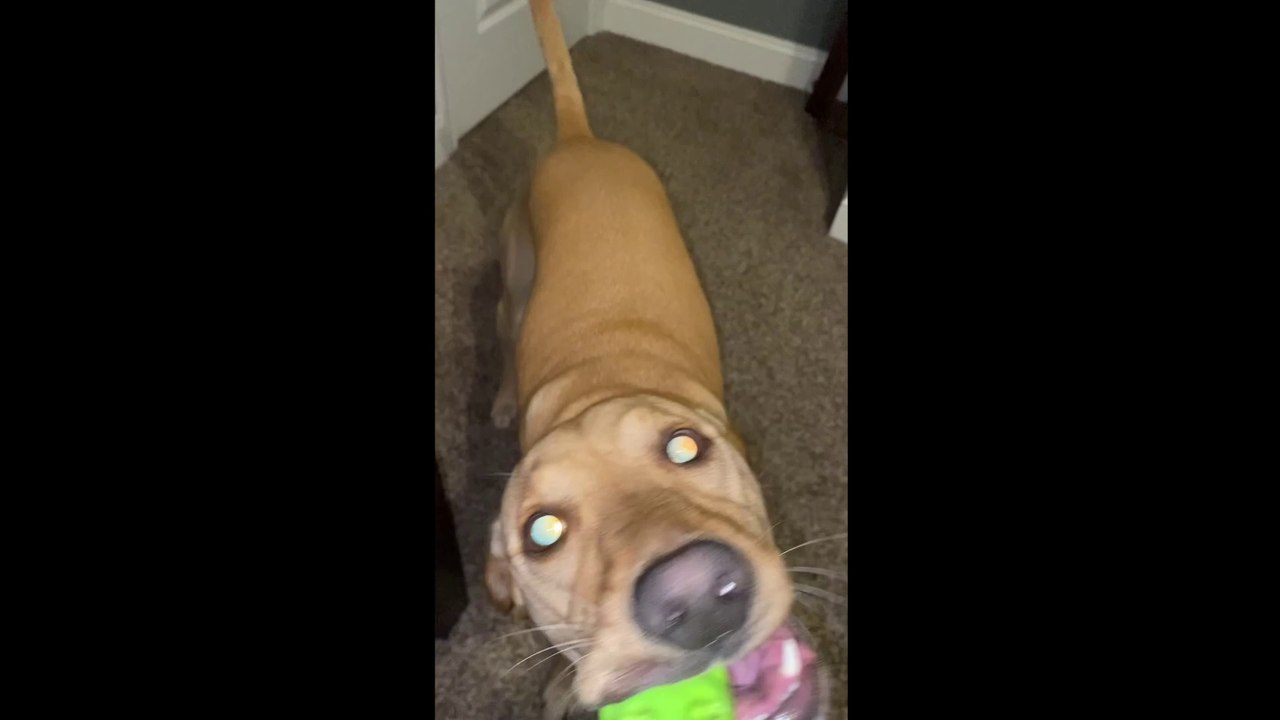 Video Sharing - Short Format