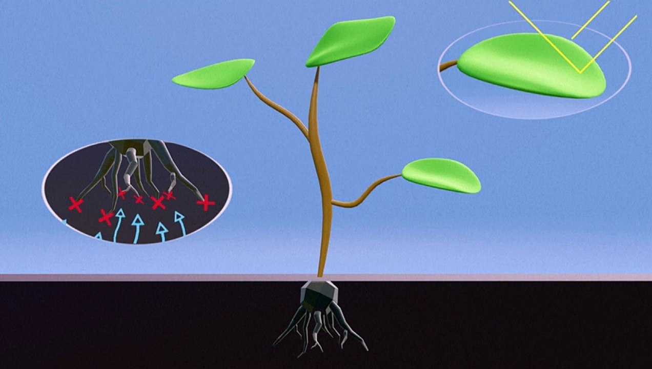 Videografik: So wirkt Glyphosat