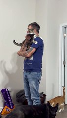 Spoiled Cat Held While Being Fed