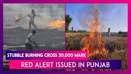 Stubble Burning: Total Farm Fires Cross 30,000 Mark In Punjab, State Declares Red Alert