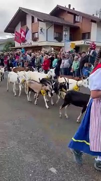 Défilé des vaches alpines en Suisse