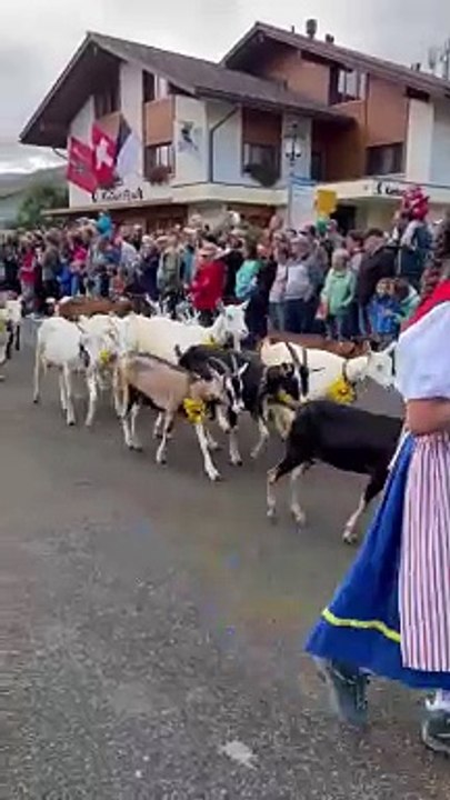 Défilé des vaches alpines en Suisse