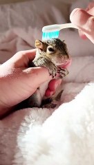 L’heure du bain pour bébé écureuil