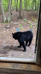 Un ourson glisse un tapis