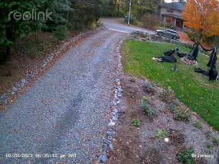 L'ours noir abat les sorcières d'Halloween