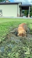 Bulldog prend un bain de boue