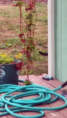 Un chat poursuit les mites tôt le matin