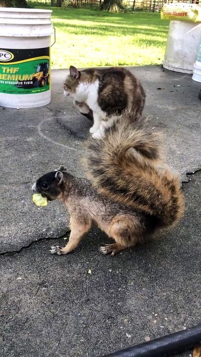 Un chat câline un écureuil affamé