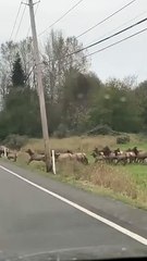 Troupeau de wapitis traversant l'autoroute