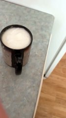 Les chats pensent que la friandise au café à la crème fouettée est pour eux