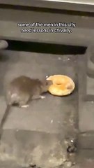 Chivalrous Rat apporte un beignet à son partenaire