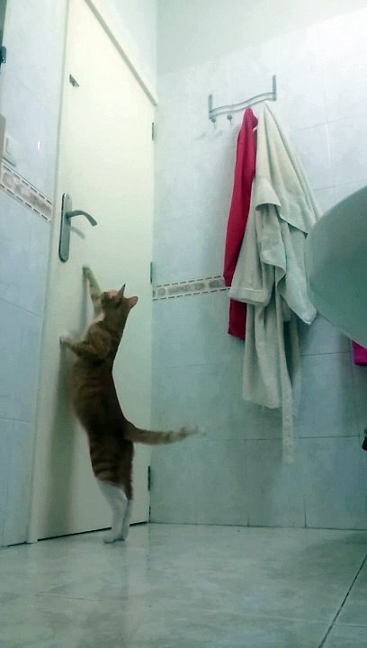 Un chat intelligent ouvre la porte de la salle de bain