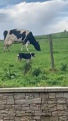 Un chien montre aux vaches contre qui elles se battent