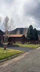 Les wapitis envahissent le quartier d'Estes Park, Colorado