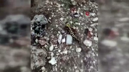 Batman'da görüntülendi, nesli tükenmek üzere!