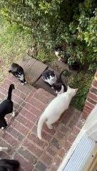 The View Every Time I Open Our Back Door