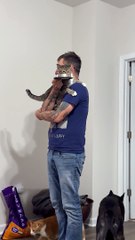 Spoiled Cat Held While Being Fed