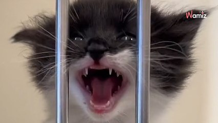 Un vétérinaire rédige un mot d'avertissement à propos d'un chaton : les internautes sont sous le choc (vidéo)