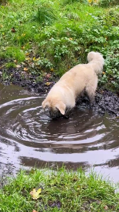 Les chiots dorés ne peuvent pas résister aux flaques de boue