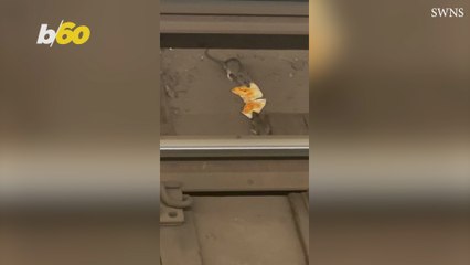 Pizza Rats Strike Again in New York City Subway