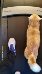 Un chat en bonne santé frappe le tapis roulant