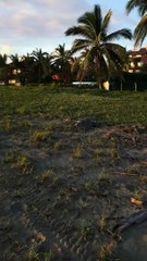 Aider une tortue coincée sur la plage