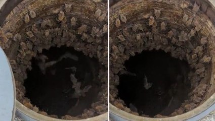 Kanalizasyon kapağını kaldıran kadın, yüzlerce yarasa ile karşılaştı